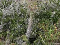 Euphorbia clava in habitat