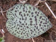 Plants are usually solitary with a silvery-green heart-shaped leaf appressed to the ground