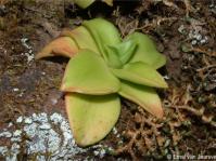 Crassula cymbiformis 