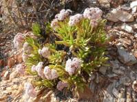 Crassula macowaniana in flower at Helshoogte, Richtersveld