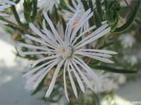 Drosanthemum anemophilum flower in cultivation at Kirstenbosch