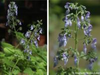 Coleus hereroensis 