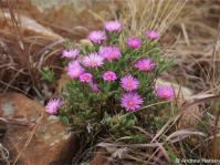Delosperma purpureum 