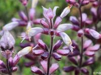 Syncolostemon albiflorus 
