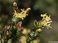 Gnidia oppositifolia