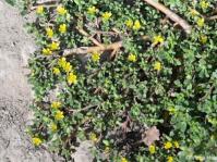 Portulaca oleracea