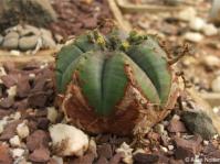 Euphorbia meloformis in the Kirstenbosch Collections Nursery