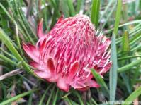 Protea denticulata Protea denticulata