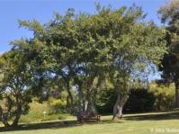 Ficus burkei in Kirstenbosch NBG Ficus burkei in Kirstenbosch NBG