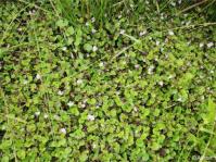 Diclis reptans, a mat-forming herb Diclis reptans, a mat-forming herb