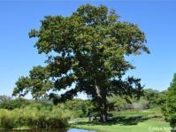 Quercus robur in summer