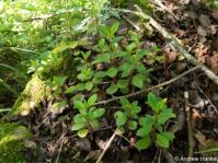 Peperomia leptostachya in habitat