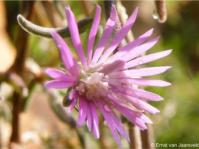 Drosanthemum inornatum Drosanthemum inornatum
