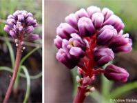 Inflorescence and flowers of Drimiopsis attwoodii Inflorescence and flowers of Drimiopsis attwoodii