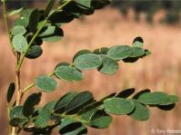 Calpurnia reflexa leaf
