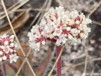 Crassula swaziensis inflorescence and flowers