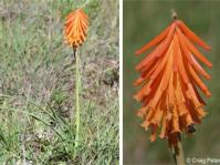 Kniphofia triangularis subsp. triangularis