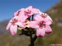 Adenandra fragrans inflorescence