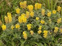 Eriosema dregei in flower
