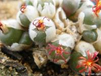 Conophytum stephanii subsp. helmutii in flower in the Kirstenbosch nursery Conophytum stephanii subsp. helmutii in flower in the Kirstenbosch nursery