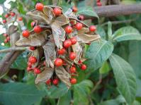 Abrus precatorius subsp. africanus pods