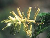 A.ataxacantha flowers