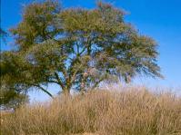 Vachellia erioloba