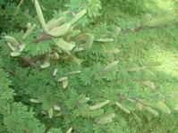 Vachellia hebeclada foliage
