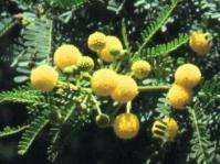 Flowers of Vachellia karroo