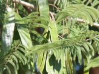 Leaves and seedpods