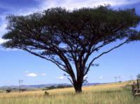 Vachellia sieberiana var.woodii
