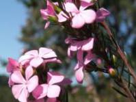 Acmadenia trigona
