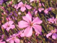 Plant in flower