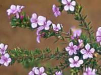 Flowering branch