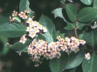 Acokanthera oppositifolia