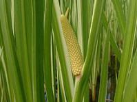Acorus calamus.Image from Wikipedia