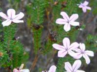 Adenandra gummifera