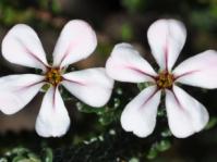 Adenandra obtusata