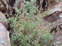 Growing in habitat