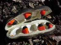 Seeds of A. quanzensis Photo: G Nichols