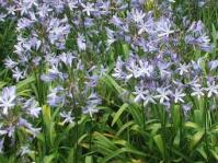 Agapanthus 'Adelaide'