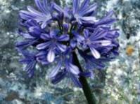 Agapanthus africanus subsp. africanus