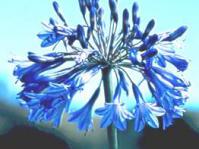 Agapanthus campanulatus