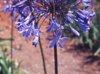 Agapanthus caulescens subsp. caulescens