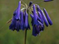 Agapanthus inapertus
