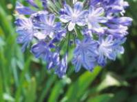 Agapanthus praecox subsp.orientalis