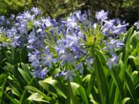 Agapanthus coddii 