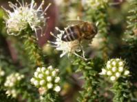 Image of A. apiculata bloom