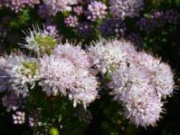 In flower