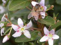 Agathosma crenulata and bee